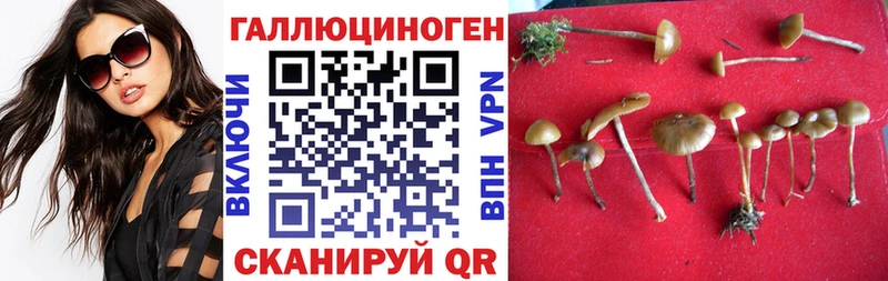сколько стоит  Балтийск  Галлюциногенные грибы GOLDEN TEACHER 